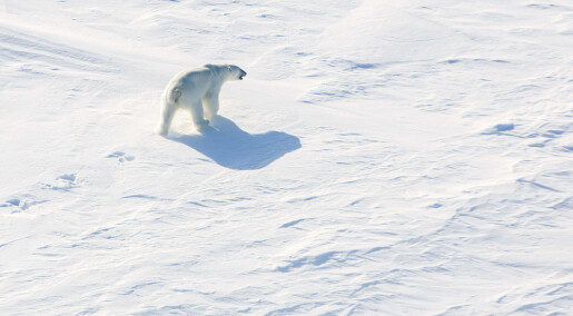 Mindre havis gir Svalbard-isbjørnene færre maker