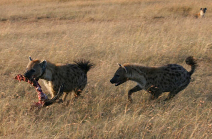 (Foto: Theunissen et al., BMC Ecology) (Foto: Theunissen et al., BMC Ecology)