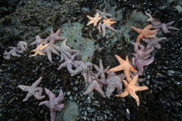 Sjøstjernen Pisaster ochraceus kan lagre kjølig sjøvann i armene for å beskytte seg mot sola ved lavvann, viser ny forskning. Sjøstjernen er en viktig predator i økosystemet på stillehavskysten av Nord-Amerika, der den særlig spiser skjell. (Foto: Sylvian Pincebourde) Sjøstjernen Pisaster ochraceus kan lagre kjølig sjøvann i armene for å beskytte seg mot sola ved lavvann, viser ny forskning. Sjøstjernen er en viktig predator i økosystemet på stillehavskysten av Nord-Amerika, der den særlig spiser skjell. (Foto: Sylvian Pincebourde)