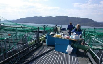 Fiskehelsetjenestene gjør rutinemessige prøveuttak av fisk på anleggene for å teste for ulike smittestoff og sykdom. (Foto: Anne Berit Olsen) Fiskehelsetjenestene gjør rutinemessige prøveuttak av fisk på anleggene for å teste for ulike smittestoff og sykdom. (Foto: Anne Berit Olsen)