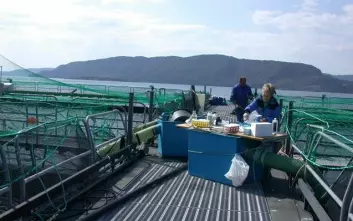 Fiskehelsetjenestene gjør rutinemessige prøveuttak av fisk på anleggene for å teste for ulike smittestoff og sykdom. (Foto: Anne Berit Olsen)