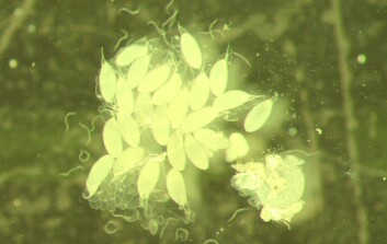 " Den øverste fluen er infisert av parasitter. Bilde viser massevis av dem, samt at fluen har svært små eggstokker - som gjør reproduksjon nesten umulig. Den nederste, som er dissekert,er infisert av nematoder, men bærer også Spiroplasmabakterien. Bilde viser få og små nematoder og mange fullmodne egg fra fluens eggstokker. (Begge foto: John Jaenike)" " Den øverste fluen er infisert av parasitter. Bilde viser massevis av dem, samt at fluen har svært små eggstokker - som gjør reproduksjon nesten umulig. Den nederste, som er dissekert,er infisert av nematoder, men bærer også Spiroplasmabakterien. Bilde viser få og små nematoder og mange fullmodne egg fra fluens eggstokker. (Begge foto: John Jaenike)"