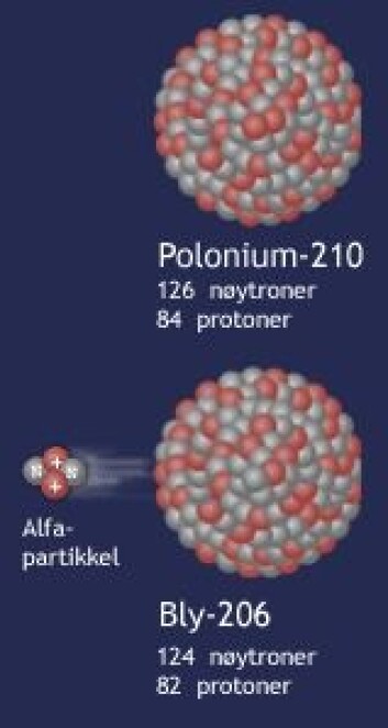"Polonium-210 sender fra seg radioaktiv stråling i form av en alfa-partikkel og blir omdannet til bly. Figur: forskning.no" "Polonium-210 sender fra seg radioaktiv stråling i form av en alfa-partikkel og blir omdannet til bly. Figur: forskning.no"