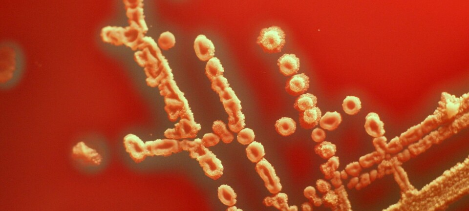 Bacillus-kolonier. En av egenskapene til sykdomsfremkallende Bacillus-arter er at de hemolyserer blod, som vil si å bryte ned de røde blodlegemene. Dette sees som en gjennomsiktig sone rundt koloniene.