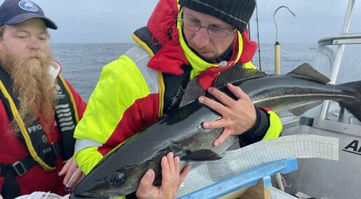 Ingen vet hvor storseien vandrer Ingen vet hvor storseien vandrer