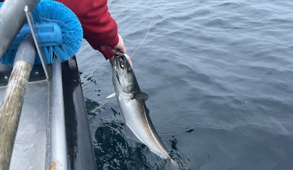 Første sei som biter på er for liten til å merkes og slippes skånsomt ut i havet igjen. Seien som skal merkes skal være omtrent en meter lang, noe som betyr at seien er minst 14 år gammel. Første sei som biter på er for liten til å merkes og slippes skånsomt ut i havet igjen. Seien som skal merkes skal være omtrent en meter lang, noe som betyr at seien er minst 14 år gammel.