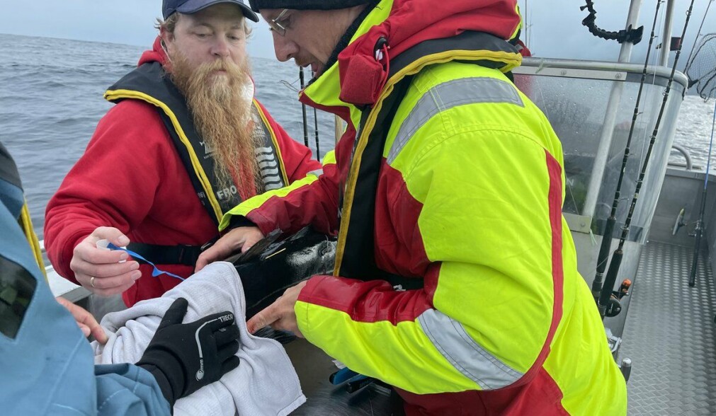 For at seien skal holde seg i ro og ikke bli skremt, får den en våt handduk over hodet mens merkingen pågår. For at seien skal holde seg i ro og ikke bli skremt, får den en våt handduk over hodet mens merkingen pågår.
