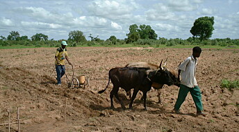 Norsk forskning øker avlinger i Mali