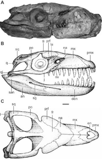 "Figur A viser den høyre siden av skallen til Dakosaurus andiniensis. Panel B og C er rekonstruksjoner." "Figur A viser den høyre siden av skallen til Dakosaurus andiniensis. Panel B og C er rekonstruksjoner."