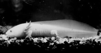 "Mexicansk axolot, en neoten salamander. høyre>Skrekkhistorie Den største skrekkhistorien stammer fra Sverige midt på 1960-tallet, da noen satte ut fisk i det vannet som rommet verdens eneste forekomst av neotene små- og storsalamandere. Neoteni hos amfibier betyr at dyrene lever hele livet og formerer seg som rumpetroll. Den mellomamerikanske axolotlen er et velkjent eksempel - men det fantes altså også en lokal skandinavisk variant. Inntil noen sportsfiskere fant ut at de godt kunne tenke seg å fiske ørret akkurat der... "Mexicansk axolot, en neoten salamander. høyre>Skrekkhistorie Den største skrekkhistorien stammer fra Sverige midt på 1960-tallet, da noen satte ut fisk i det vannet som rommet verdens eneste forekomst av neotene små- og storsalamandere. Neoteni hos amfibier betyr at dyrene lever hele livet og formerer seg som rumpetroll. Den mellomamerikanske axolotlen er et velkjent eksempel - men det fantes altså også en lokal skandinavisk variant. Inntil noen sportsfiskere fant ut at de godt kunne tenke seg å fiske ørret akkurat der...