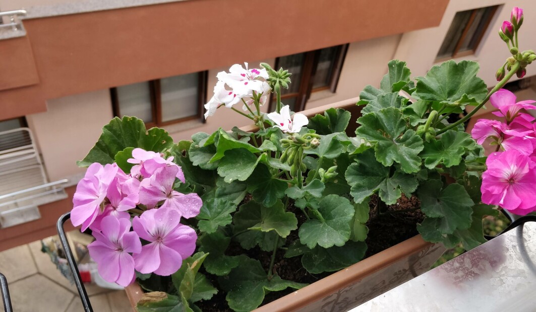Pelargonia oser av godlukt som kan minne om sitrusfrukter eller roser. Dette ga følelser av fred og ro, ifølge forskerne. Pelargonia oser av godlukt som kan minne om sitrusfrukter eller roser. Dette ga følelser av fred og ro, ifølge forskerne.