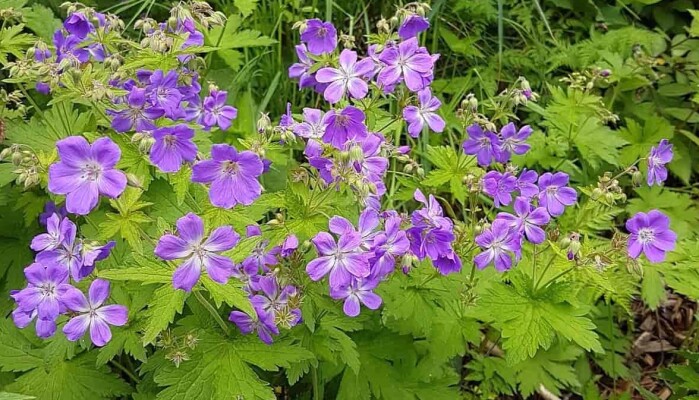 Skogstorkenebb er en av de vanligste viltvoksende artene av geranium i Norge. Skogstorkenebb er en av de vanligste viltvoksende artene av geranium i Norge.