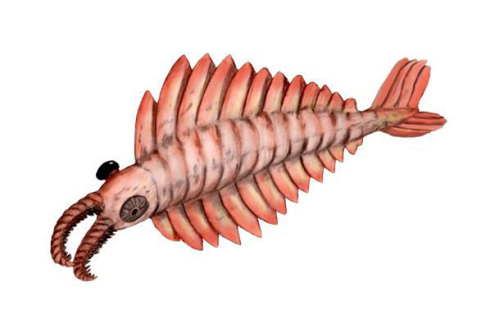 Monster-reka Anomalocaris, som herjet i verdenshavet for en halv milliard år siden, var kanskje ikke så skrekkelig likevel. (Illustrasjon: Wikimedia Commons) Monster-reka Anomalocaris, som herjet i verdenshavet for en halv milliard år siden, var kanskje ikke så skrekkelig likevel. (Illustrasjon: Wikimedia Commons)