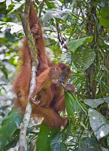 Orangutangens genom er kartlagt. (Foto: Perry van Duijnhoven/Carel van Schaik) Orangutangens genom er kartlagt. (Foto: Perry van Duijnhoven/Carel van Schaik)