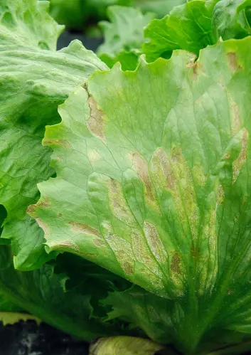 Mange år må store mengder salat kasseres på grunn av bladskimmel. (Foto: Erling Fløistad, Bioforsk)