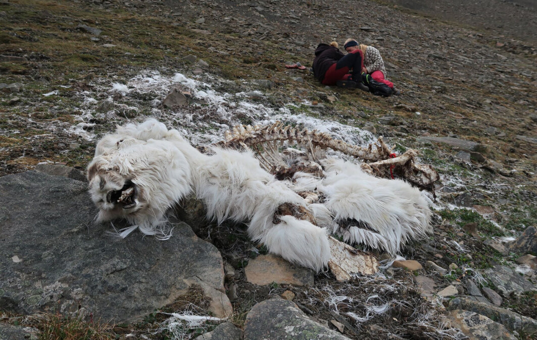 Eit reinkadaver på Svalbard frå vinteren 2019/20. Bak ser du botanikarane Mie Pirk Arnberg og Rakel Blaalid som førebur vegetasjonskartlegging. Eit reinkadaver på Svalbard frå vinteren 2019/20. Bak ser du botanikarane Mie Pirk Arnberg og Rakel Blaalid som førebur vegetasjonskartlegging.