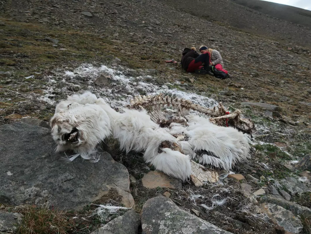 Reindeer carcasses: The picture shows a carcass from the winter of 2019/20 and was taken on the scree slopes in Todalen valley which is one of Adventdalen’s side valleys. In the background, you can see Nord University botanists Mie Pirk Arnberg and Rachel Blaalid preparing to map the vegetation.