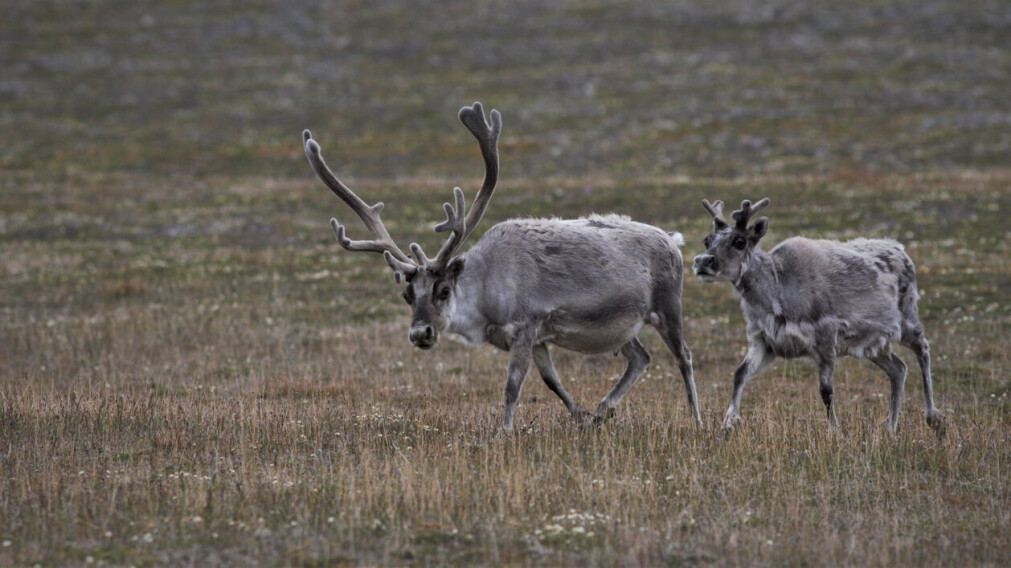 Svalbardrein er tilpassa den arktiske tundraen med ei kompakt kroppsbygning med korte bein, kort snute, rundt hovud og små øyrer. Dei har også ein svært tykk vinterpels samanlikna med reinen som lever på fastlandet. Svalbardrein er tilpassa den arktiske tundraen med ei kompakt kroppsbygning med korte bein, kort snute, rundt hovud og små øyrer. Dei har også ein svært tykk vinterpels samanlikna med reinen som lever på fastlandet.