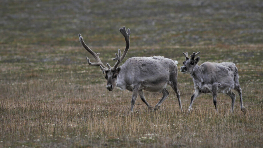 Svalbard reindeer: The picture shows a bull and a cow. Svalbard reindeer are defined as a separate subspecies that shows both physiological and behavioural adaptations to life in the Arctic tundra. As an adaptation to reduce heat loss, they have developed a compact body, short legs, a short muzzle, a round head and small ears. They also have very thick winter fur compared to reindeer that live on the mainland.
