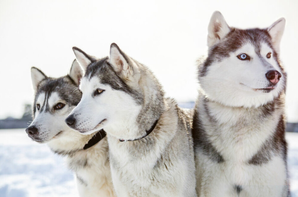 Sibirsk husky er i slekt med hundene som hjalp mennesker med å overleve i barske områder for 10.000 år siden.