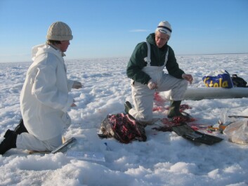 Heli Routti finn i avhandlinga si at giftige metabolittar blir danna i større grad hjå ringsel frå Austersjøen enn i ringsel frå Svalbard. (Foto: Heli Routti) Heli Routti finn i avhandlinga si at giftige metabolittar blir danna i større grad hjå ringsel frå Austersjøen enn i ringsel frå Svalbard. (Foto: Heli Routti)