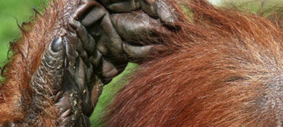 Orangutang. (Foto: Colourbox)