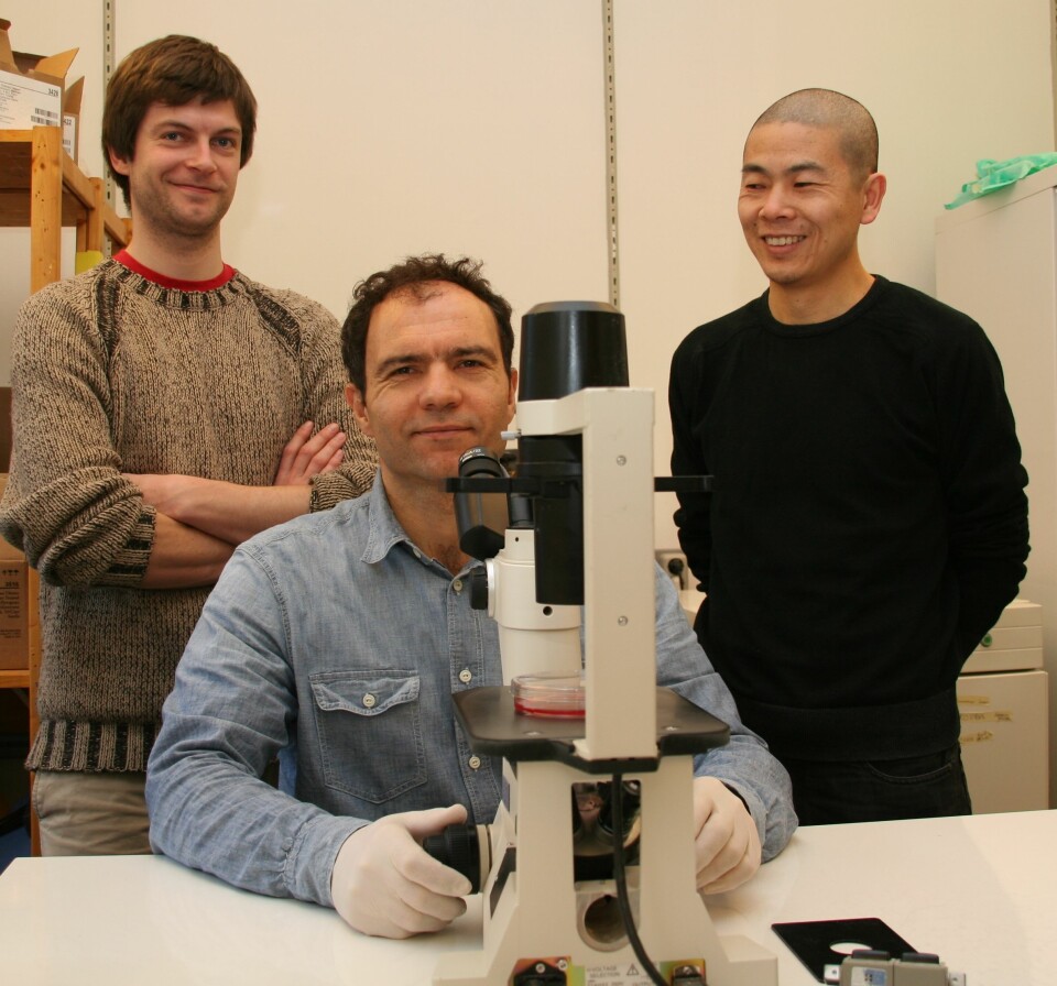 Torstein Lindstad (f.v.), Fahri Saatcioglu og Yang Jin forsker på prostatakreft. (Foto: Elin Fugelsnes)
