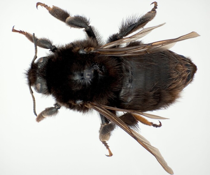 Her er slåttehumla. Bortkommen i 60 år, men funnet igjen i Hobøl kommune (Foto: Karsten Sund, Naturhistorisk museum, UiO) Her er slåttehumla. Bortkommen i 60 år, men funnet igjen i Hobøl kommune (Foto: Karsten Sund, Naturhistorisk museum, UiO)