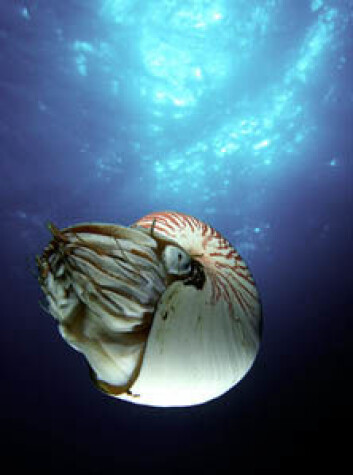"Nautilus har overlevd siden tidenes morgen - mot alle odds." "Nautilus har overlevd siden tidenes morgen - mot alle odds."