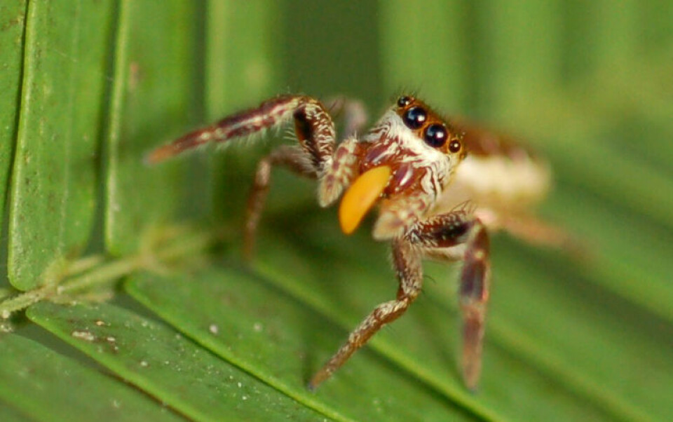 En voksen hunn av edderkopparten Bagheera kiplingi spiser toppene av blad fra akasie-busker befolket av maur. (Foto: R. L. Curry)