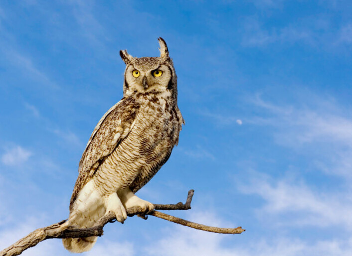 (Illustrasjonsfoto: iStockphoto) (Illustrasjonsfoto: iStockphoto)
