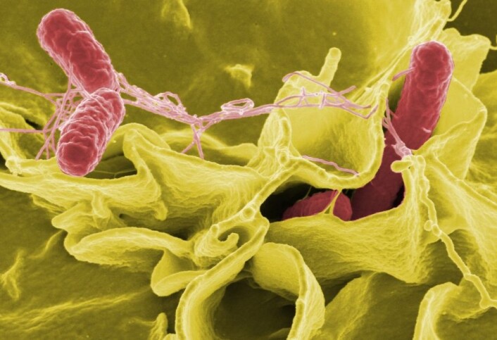 Fargeforsterket bilde av bakterien Salmonella typhimurium som invaderer menneskeceller. (Foto Rocky Mountain Laboratories/ National Institutes of Health/ Wikimedia Commons) Fargeforsterket bilde av bakterien Salmonella typhimurium som invaderer menneskeceller. (Foto Rocky Mountain Laboratories/ National Institutes of Health/ Wikimedia Commons)