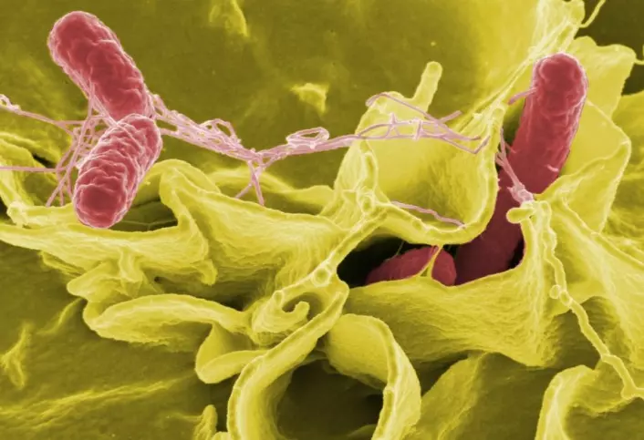 Fargeforsterket bilde av bakterien Salmonella typhimurium som invaderer menneskeceller. (Foto Rocky Mountain Laboratories/ National Institutes of Health/ Wikimedia Commons)