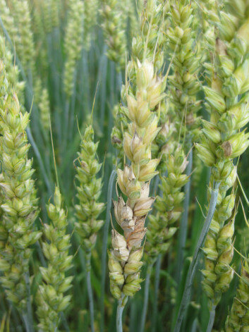 Angrep av Fusarium i hveteaks. Angrep av Fusarium i hveteaks.