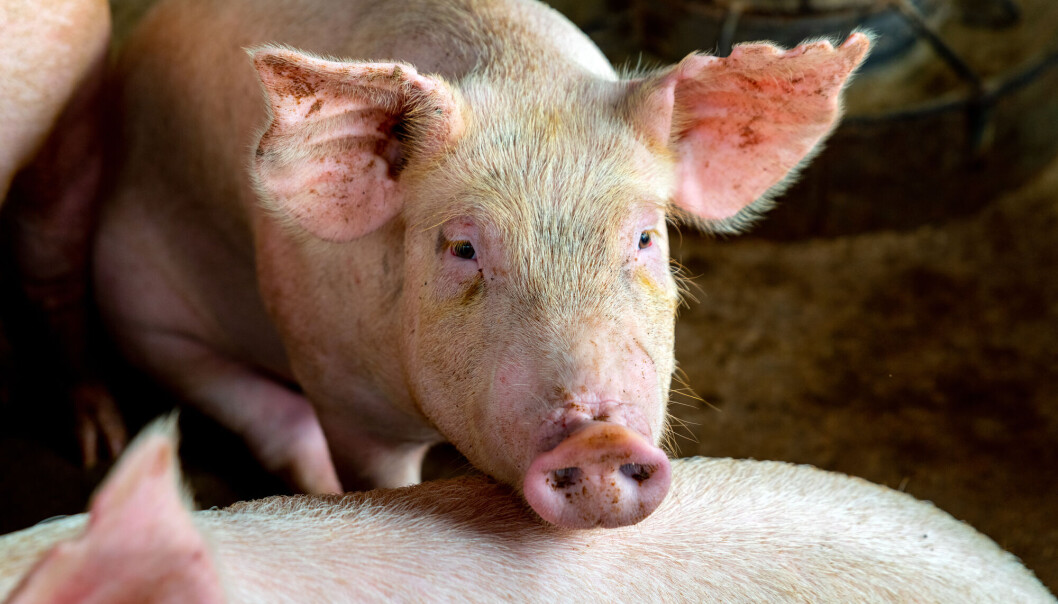 Veterinærinstituttet overvåker antibiotikaresistens i mikrober fra fôr, dyr og næringsmidler. Veterinærinstituttet overvåker antibiotikaresistens i mikrober fra fôr, dyr og næringsmidler.