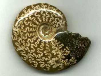 "De mer moderne ammonittene måtte derimot bite i tangen."