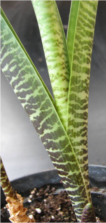Ledebouria Ledebouria