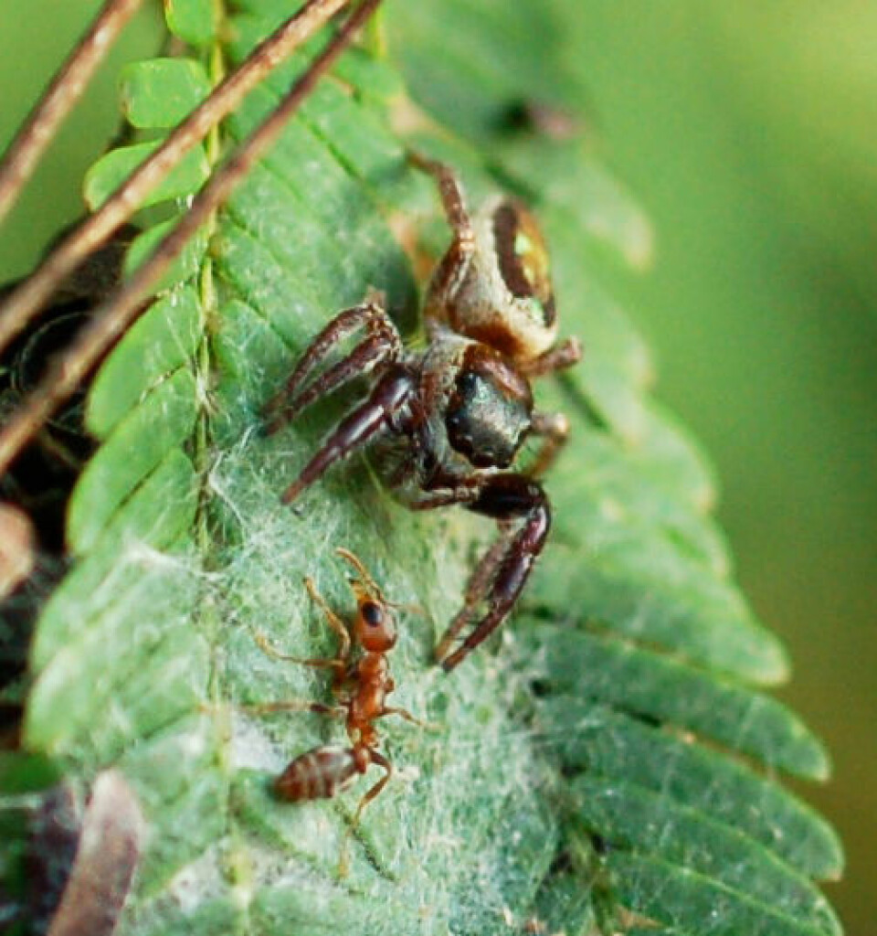En voksen hunn av Bagheera kiplingi forsvarer sitt område når en patruljerende maur på akasia-busken nærmer seg. (Foto: R. L. Curry)