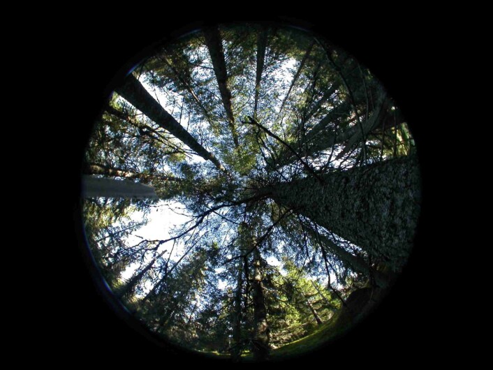 Gammelskogen er helt vesentlig for svært mange rødlistede arter. Samtidig gir skogen intense naturopplevelser og god rekreasjon. Bildet er et såkalt ”hemiview”, en teknikk som brukes for å måle biologisk tilgjengelig lys på et gitt punkt i skogen. Her fra gammelskog i Siljan kommune. Foto: Marit Helene Lie Gammelskogen er helt vesentlig for svært mange rødlistede arter. Samtidig gir skogen intense naturopplevelser og god rekreasjon. Bildet er et såkalt ”hemiview”, en teknikk som brukes for å måle biologisk tilgjengelig lys på et gitt punkt i skogen. Her fra gammelskog i Siljan kommune. Foto: Marit Helene Lie