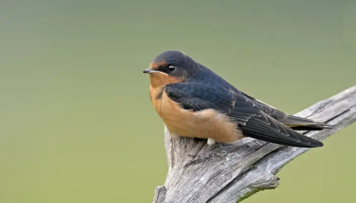 Låvesvalen (<span class="italic" data-lab-italic_desktop="italic">Hirundo rustica</span>) trives egentlig dårlig i nærheten av motorveiene, siden de ofte kolliderer med bilene. Nå blir det observert flere av dem i nærheten av store motorveier i USA og Canada. Låvesvalen (<span class="italic" data-lab-italic_desktop="italic">Hirundo rustica</span>) trives egentlig dårlig i nærheten av motorveiene, siden de ofte kolliderer med bilene. Nå blir det observert flere av dem i nærheten av store motorveier i USA og Canada.