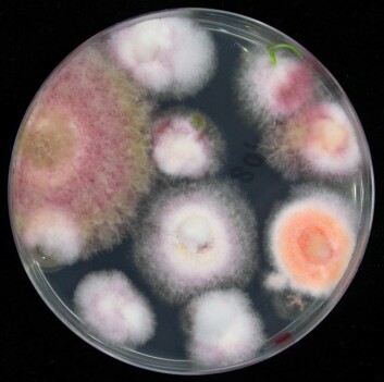 Vekst av Fusarium på korn av vårhvete. (Foto: Jafar Razzaghian) Vekst av Fusarium på korn av vårhvete. (Foto: Jafar Razzaghian)