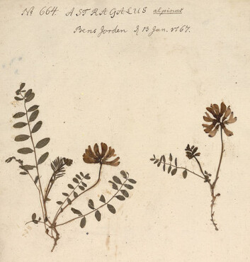Nordlig setermjelt (Astragalus alpinus/ ssp. arcticus) fra Gunnerusherbariet. (Foto: NTNU Vitenskapsmuseet) Nordlig setermjelt (Astragalus alpinus/ ssp. arcticus) fra Gunnerusherbariet. (Foto: NTNU Vitenskapsmuseet)