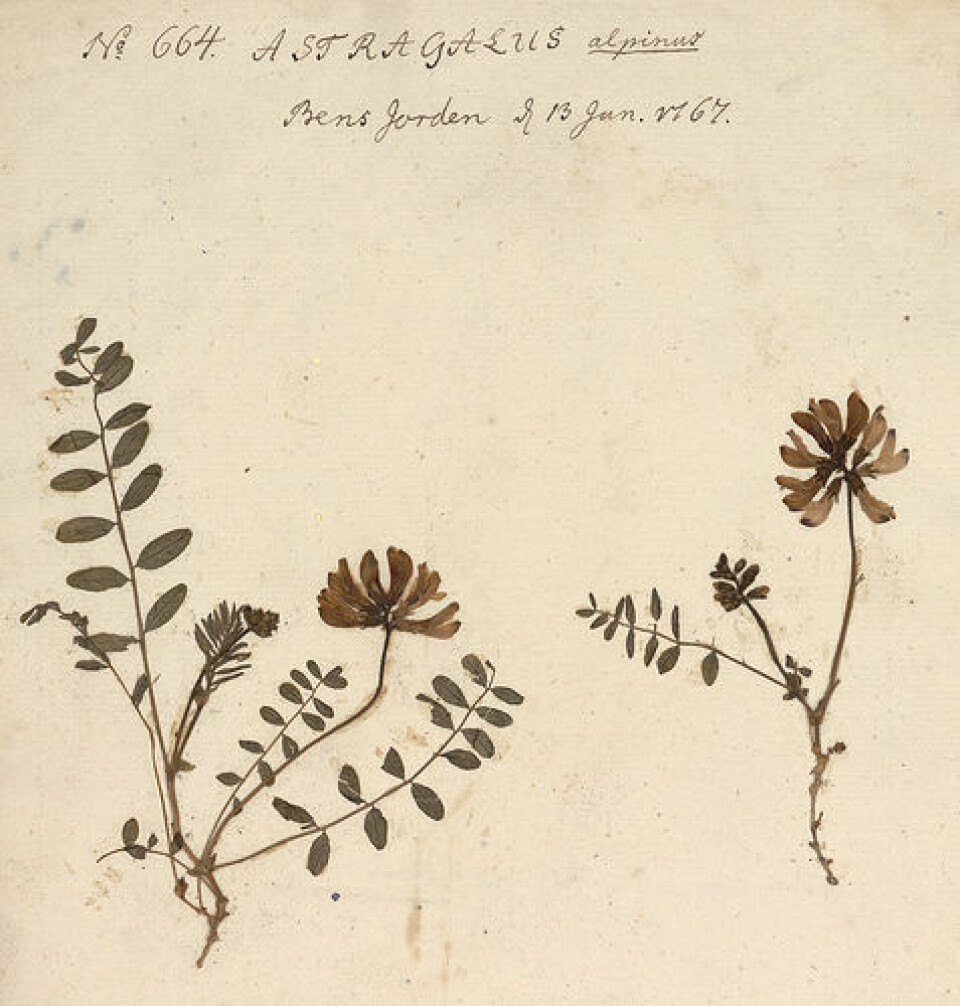 Nordlig setermjelt (Astragalus alpinus/ ssp. arcticus) fra Gunnerusherbariet. (Foto: NTNU Vitenskapsmuseet)