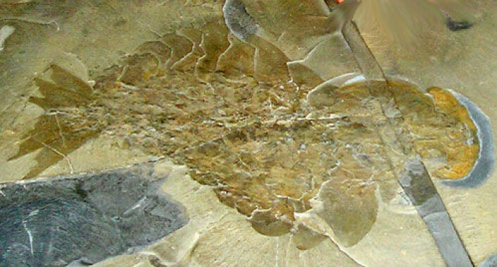 Fossil av Anomalocaris. (Foto: Wikipedia Commons) Fossil av Anomalocaris. (Foto: Wikipedia Commons)