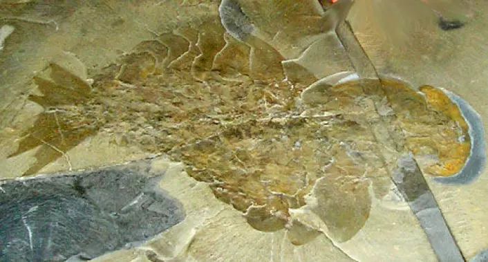 Fossil av Anomalocaris. (Foto: Wikipedia Commons)