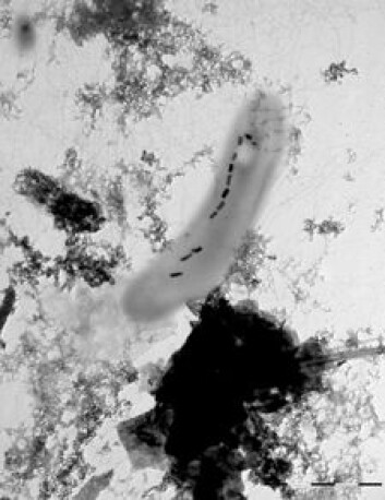 Magnetotaktiske bakterier produserer det sterkeste naturlige magnetmineralet som finnes, magnetitt. Magnetitt kan brukes til å rekonstruere retningen og styrken på jordens magnetfelt bakover i geologisk tid. (Foto: Mikal Heldal, UiB) Magnetotaktiske bakterier produserer det sterkeste naturlige magnetmineralet som finnes, magnetitt. Magnetitt kan brukes til å rekonstruere retningen og styrken på jordens magnetfelt bakover i geologisk tid. (Foto: Mikal Heldal, UiB)