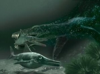 "Pliosaurus på jakt etter fiskeøgler. Ill: Tor Sponga" "Pliosaurus på jakt etter fiskeøgler. Ill: Tor Sponga"