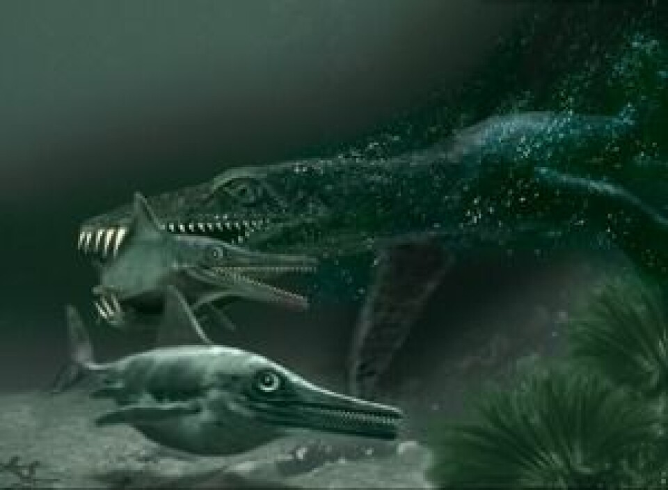 'Pliosaurus på jakt etter fiskeøgler. Ill: Tor Sponga'
