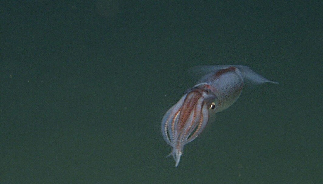 En liten blekksprut med det latinske navnet Cephalopoda. En liten blekksprut med det latinske navnet Cephalopoda.