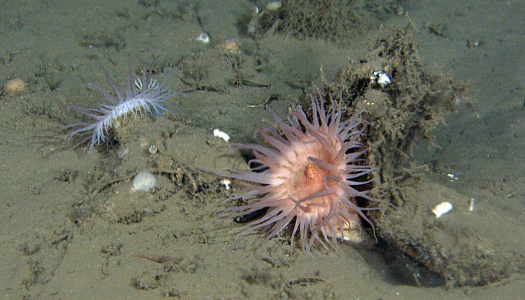 Anemone. Anemone.